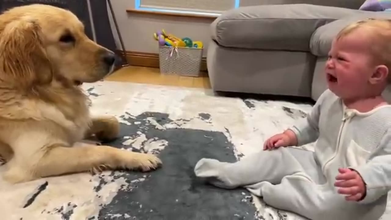 Golden Retriever Pup Makes Baby Cry But Says Sorry! (Cutest Ever!!