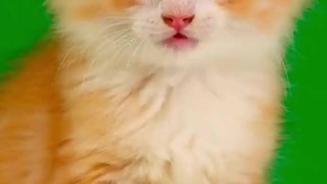 Yellow cat full funn mood