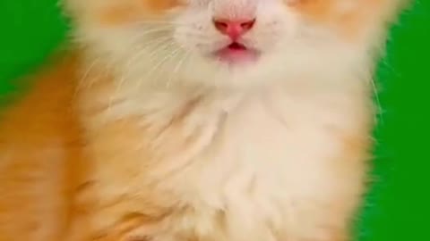 Yellow cat full funn mood