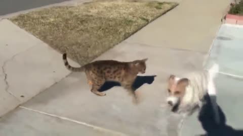 Angry Cats Vs Dogs Funny Compilation Video Ever| cats and dog Fight|My Way