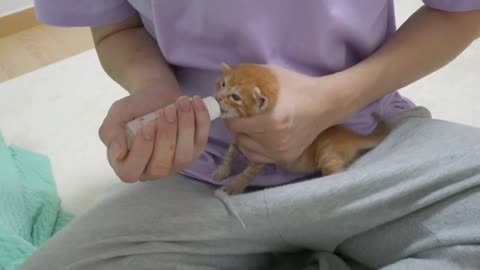 My Kitten Stops Crying Only When I Touches Him