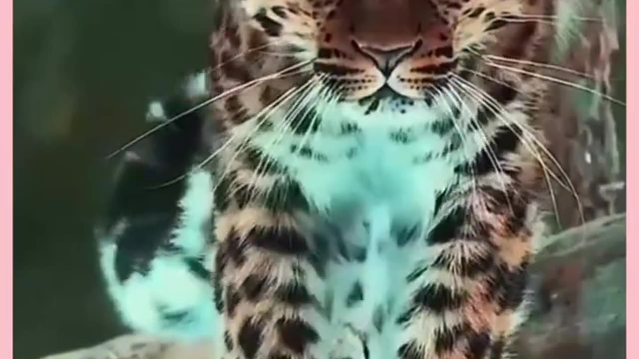 Beauty or Beast | #funnyshorts #tiger #jungle #animalsplanet #animalsworld #cutetiger #foryou #short