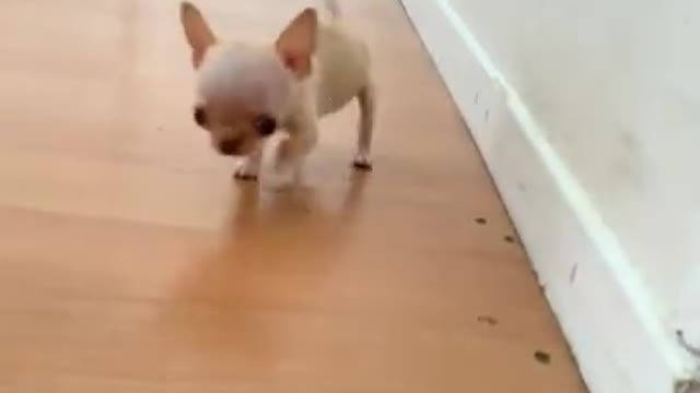 Cute and funny Dog 92