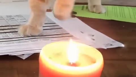 New Funny Video 2022 Cutest Cats And Dogs