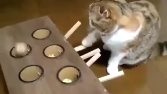 A cat-and-mouse game