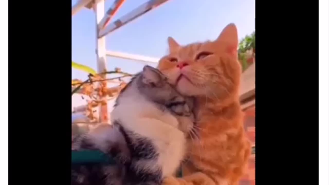 ADORABLE FELINE HUGS !