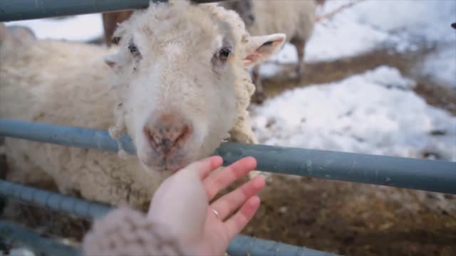 POV- Curious Goats _ Sheep sniff woman_s hand at farm during winter