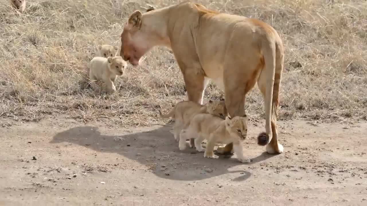 Cute Baby Animals