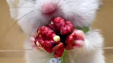 Hamsters love walnuts