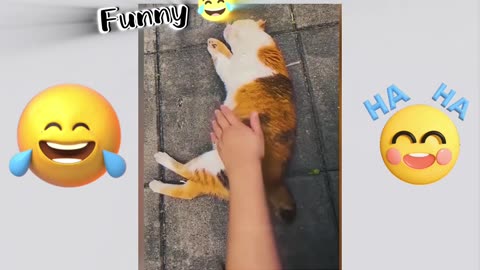 Cat funny moments 😂❤️