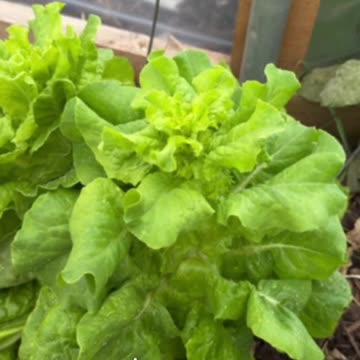 lettuce going to seed