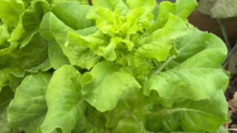 lettuce going to seed