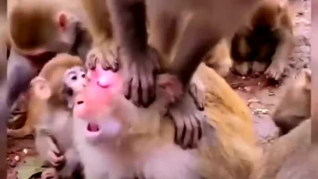 Monkey funny video's सर पर चढ़ कर तांडव करूँगा