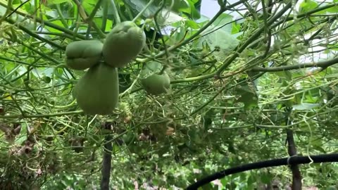 How To Grow Millions of Chayote - Chayote Cultivation - Chayote Farming and Harvesting