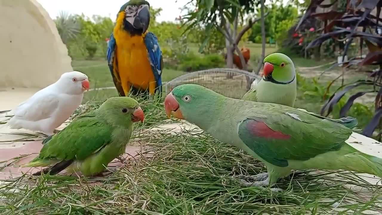 Talking Parrot Greeting Baby Parrot