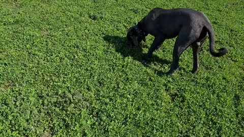 Bruce The Cane Corso 9.5 month old 50 KG 110 Lbs