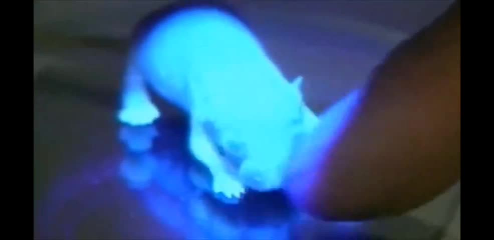 The Race To Patent And Own Life