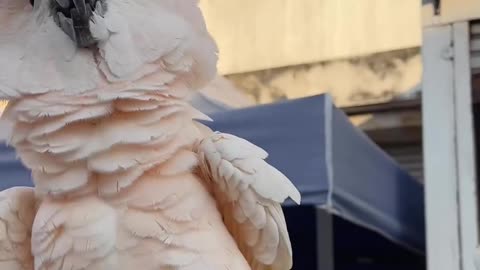 My hobby birds white cockatoo animals.