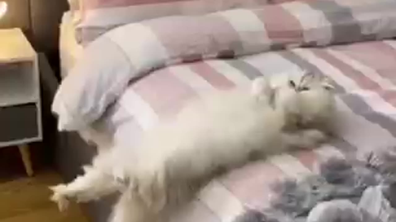 🙏❤🎉🎉🎉🎊🎊🎊️SWEET AND FUNNY PETS SHOTS 🙏❤️❤️🎉🎉🎉🎊🎊🎊
