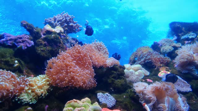 The strangest fish under water