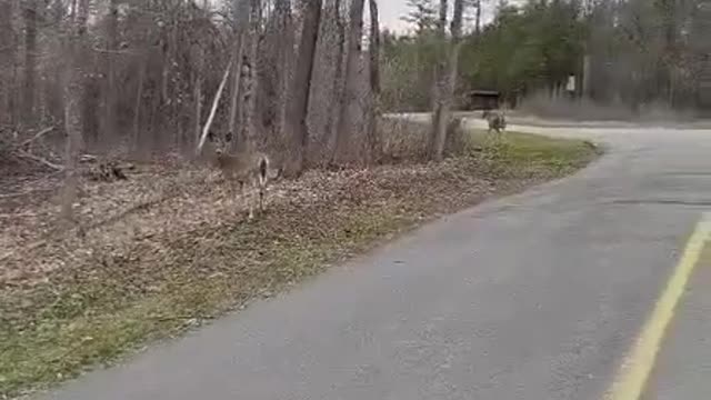 wild deer