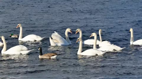 Beautiful Ducks