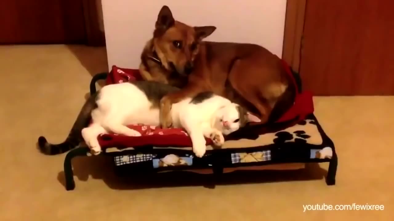 Cat and dog funny Videos. Cats and dog play in home.best cats and dogs funny Videos