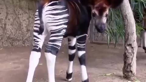 Okapi.