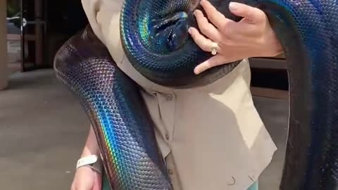 Beautiful snake with women