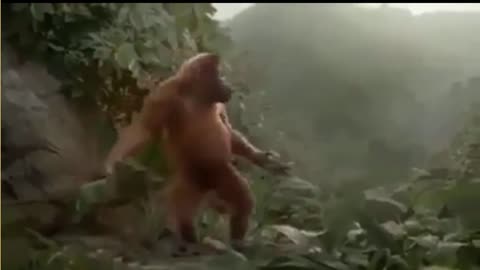 Monkey Funny Dance