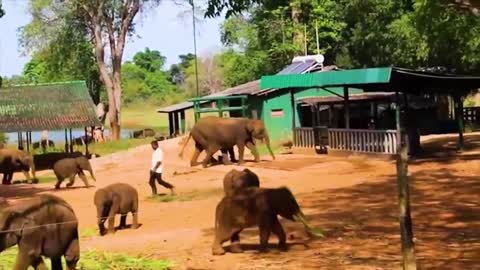 Animals Being Freed For The First Time !9