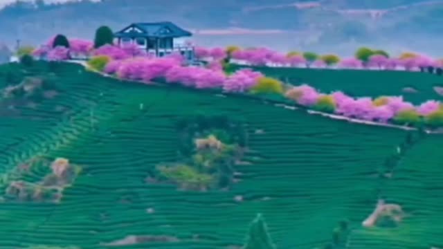 Would you like the beautiful scenery