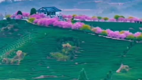 Would you like the beautiful scenery