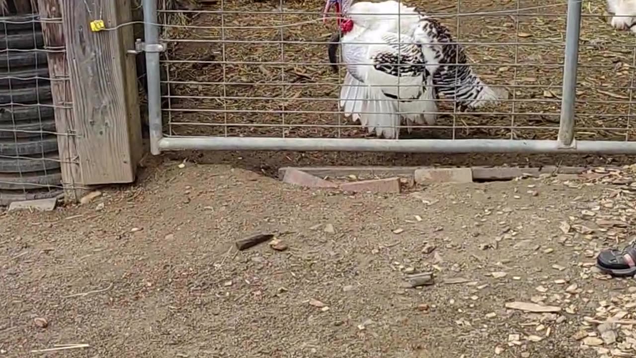 On the farm