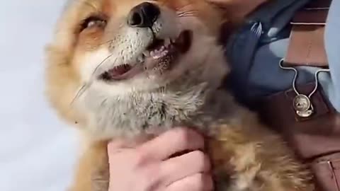 FOX CAN BE A FRIEND TOO!