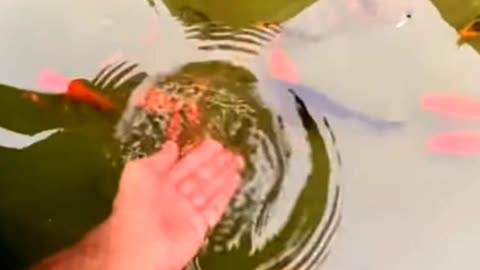 Fishes Playing With Hand 😍