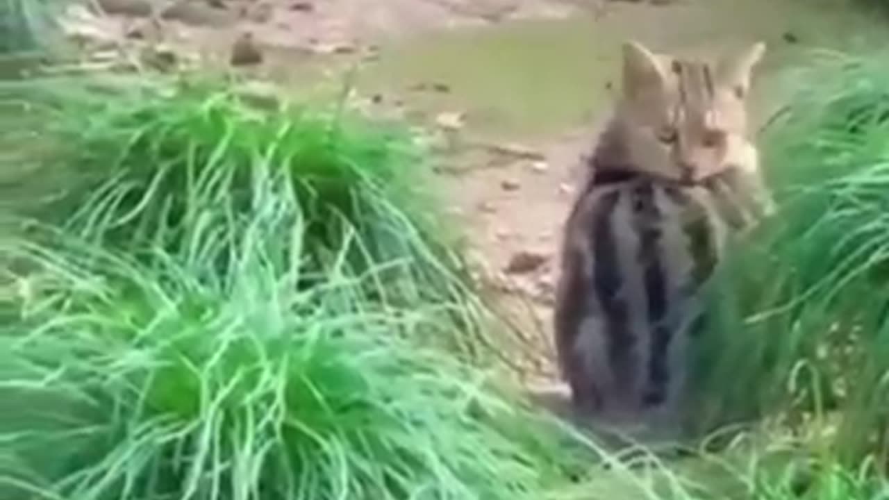Funny animal video