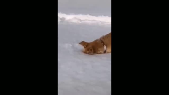 Funny dog puts his head in snow !!!