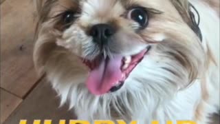 Happy Happy Dog