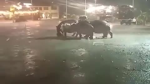 Hipopótamos en Antioquia