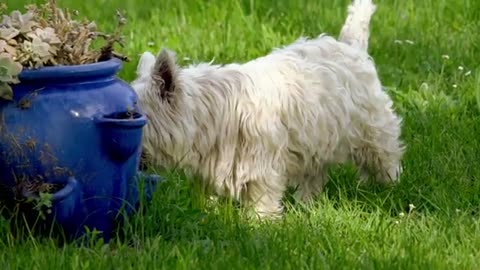 Dog video