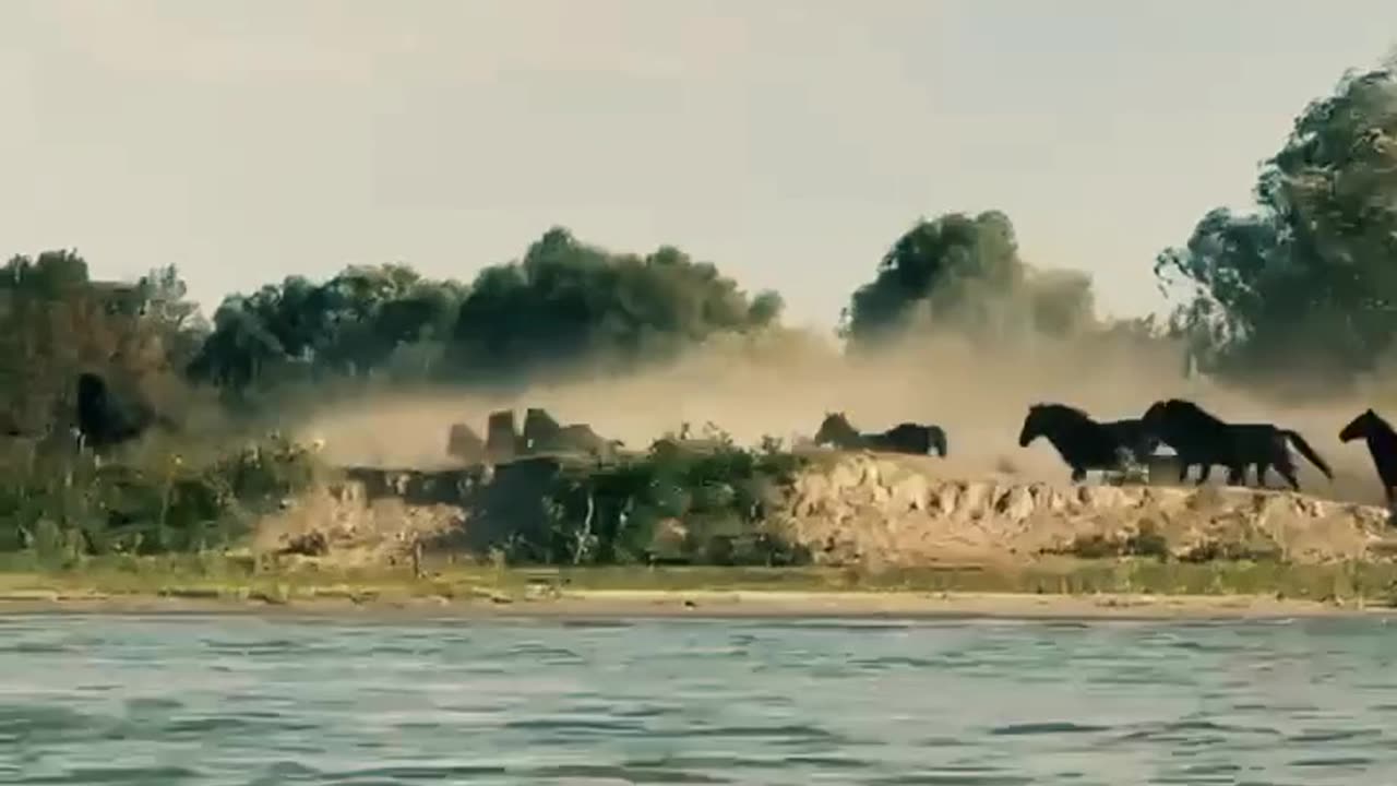 Wild horses in the Danube Delta in Romania on Chilia arm