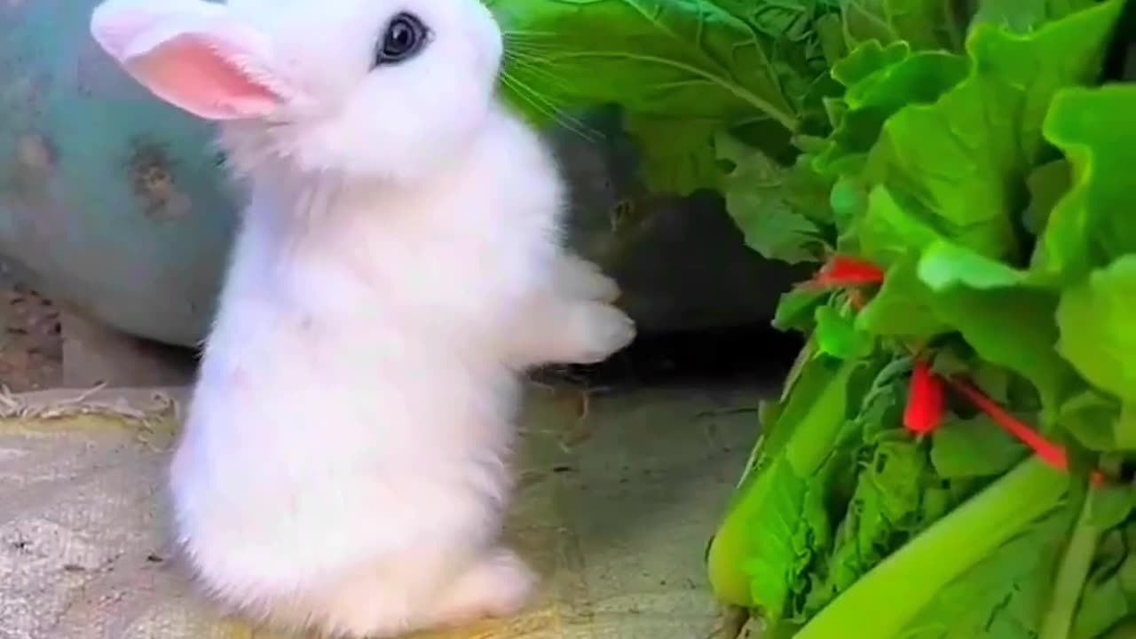 Cute Rabbit Video | Beautiful Rabbit Video | viral video