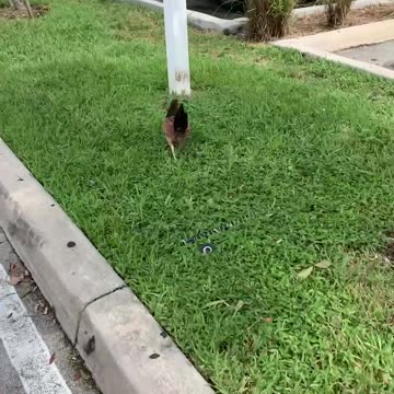 Chicken Dance if it wants to