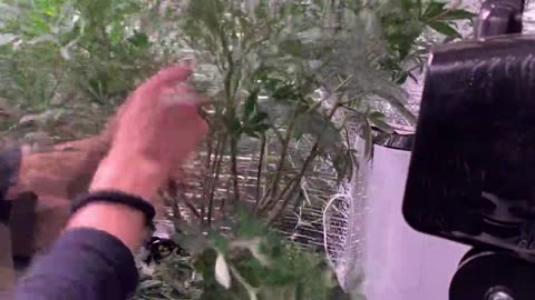 How to Grow Weed Easily By Installing a Trellis Net to Maximize Plant Yields