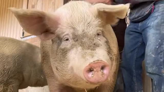 Pigs are the best