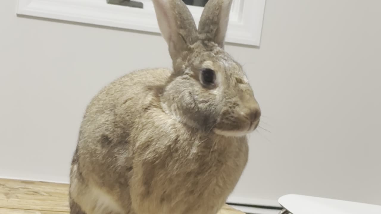 House Rabbit Wiggles Nose