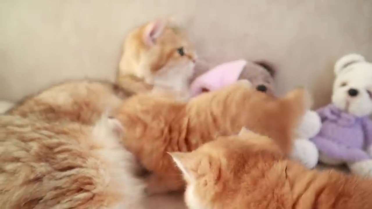 Mom Cat playing and talking #cat #cute #kitten #pets #meow #videos #shorts #dog