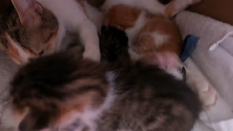 Kittens Cute | The Kittens Are Making Attempts to The Box