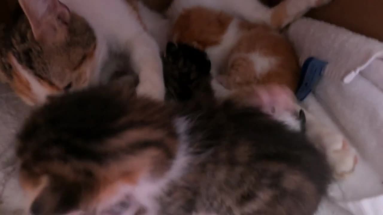 Kittens Cute | The Kittens Are Making Attempts to The Box